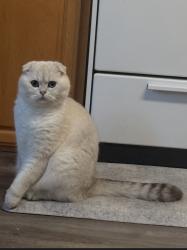 Lost Male Cat last seen 164th and 1st ave se, Martha Lake, WA 98012