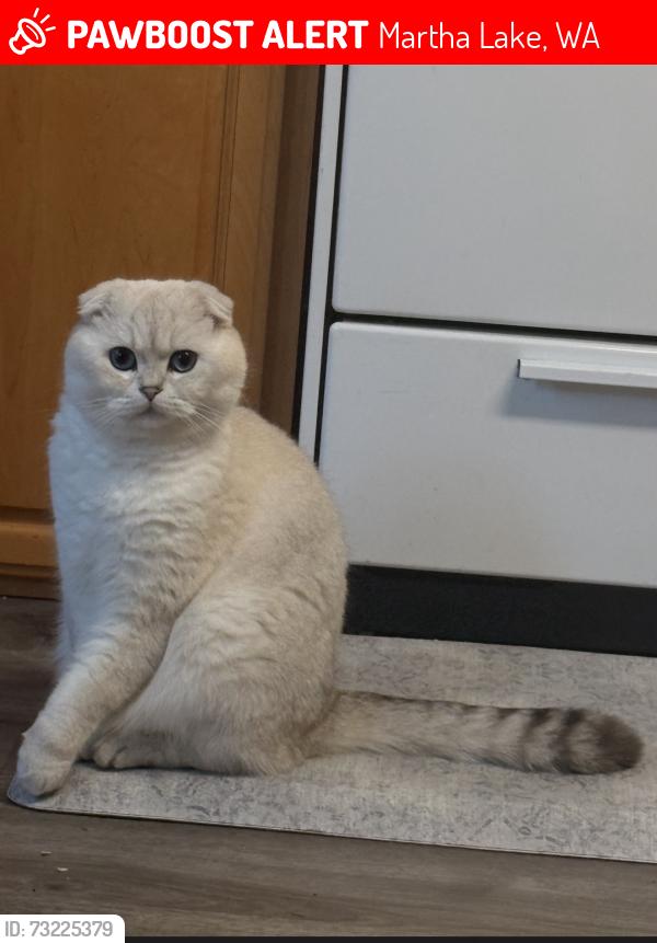 Lost Male Cat last seen 164th and 1st ave se, Martha Lake, WA 98012