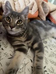 Lost Male Cat last seen florin rd, Sacramento, CA 95822