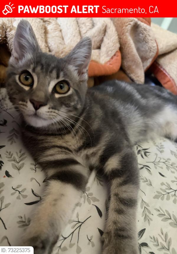 Lost Male Cat last seen florin rd, Sacramento, CA 95822