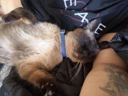 Lost Male Cat last seen Avenida descanso, Oceanside, CA 92057