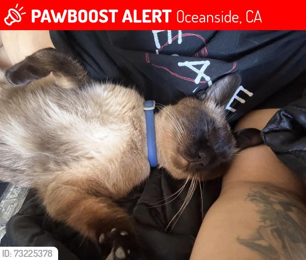 Lost Male Cat last seen Avenida descanso, Oceanside, CA 92057