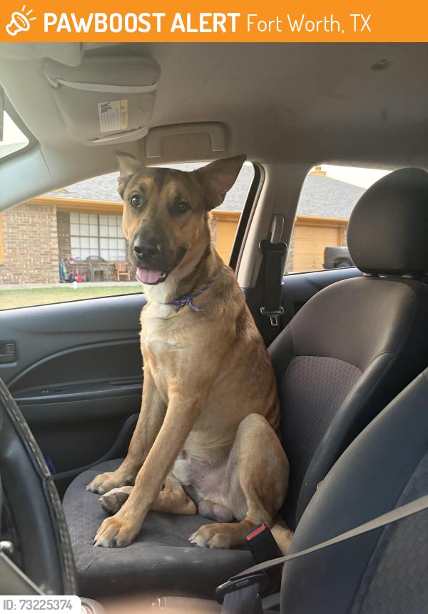 Found/Stray Male Dog last seen Near the sunset oaks neighborhood, Fort Worth, TX 76112