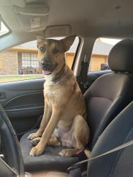 Found/Stray Male Dog last seen Near the sunset oaks neighborhood, Fort Worth, TX 76112