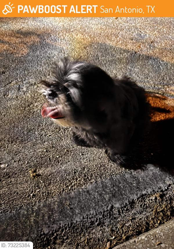 Found/Stray Unknown Dog last seen Nova Palma & Sangria, San Antonio, TX, San Antonio, TX 78253