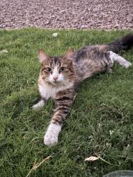 Found/Stray Unknown Cat last seen Arrowhead and Ray rd, Chandler, AZ 85224