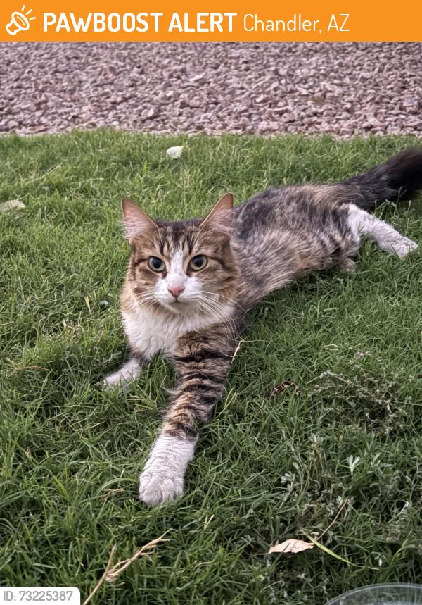 Found/Stray Unknown Cat last seen Arrowhead and Ray rd, Chandler, AZ 85224