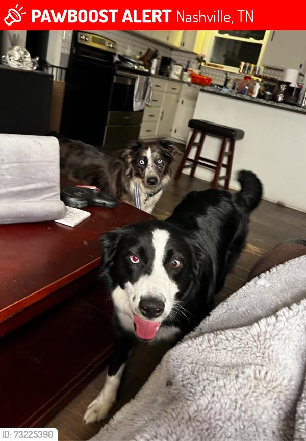 Lost Female Dog last seen Fairview Dr. and May Dr., Nashville, TN 37115