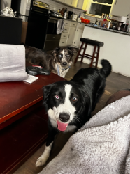 Lost Female Dog last seen Fairview Dr. and May Dr., Nashville, TN 37115