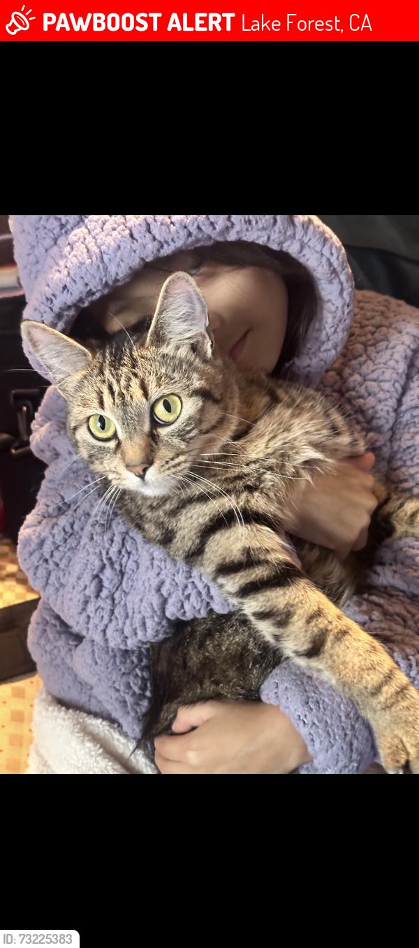 Lost Female Cat last seen Lake Forest and muirlands, Lake Forest, CA 92630