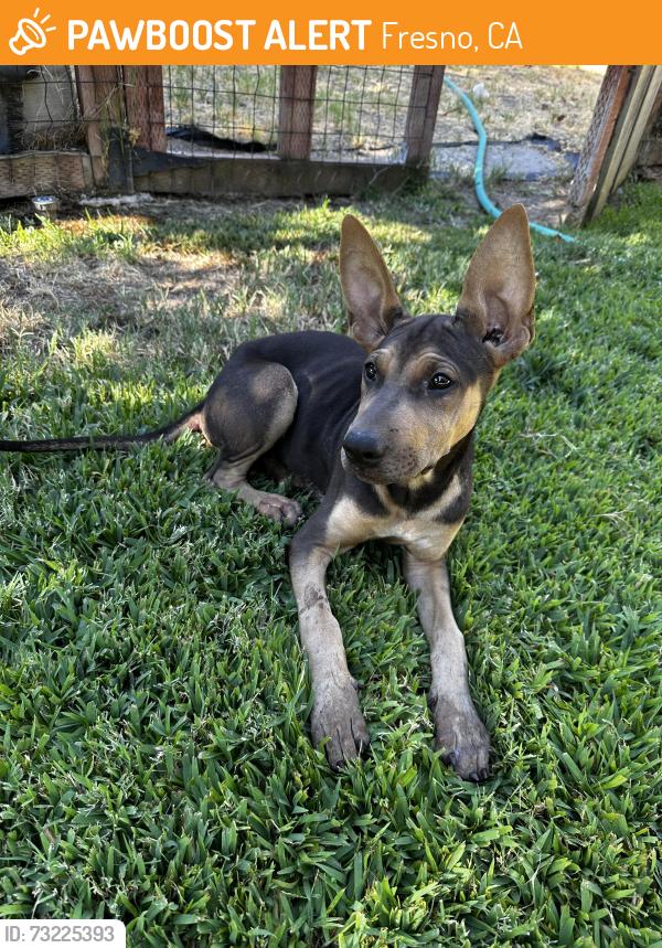 Found/Stray Female Dog last seen Herndon and 41, Fresno, CA 93650