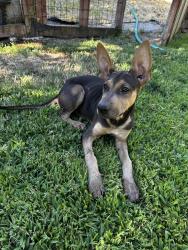 Found/Stray Female Dog last seen Herndon and 41, Fresno, CA 93650