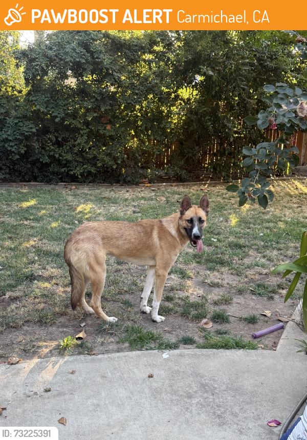 Found/Stray Unknown Dog last seen Max court, Carmichael, CA 95608