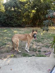 Found/Stray Unknown Dog last seen Max court, Carmichael, CA 95608