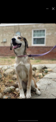 Lost Female Dog last seen Gladstone and grand, Glendora, CA 91740