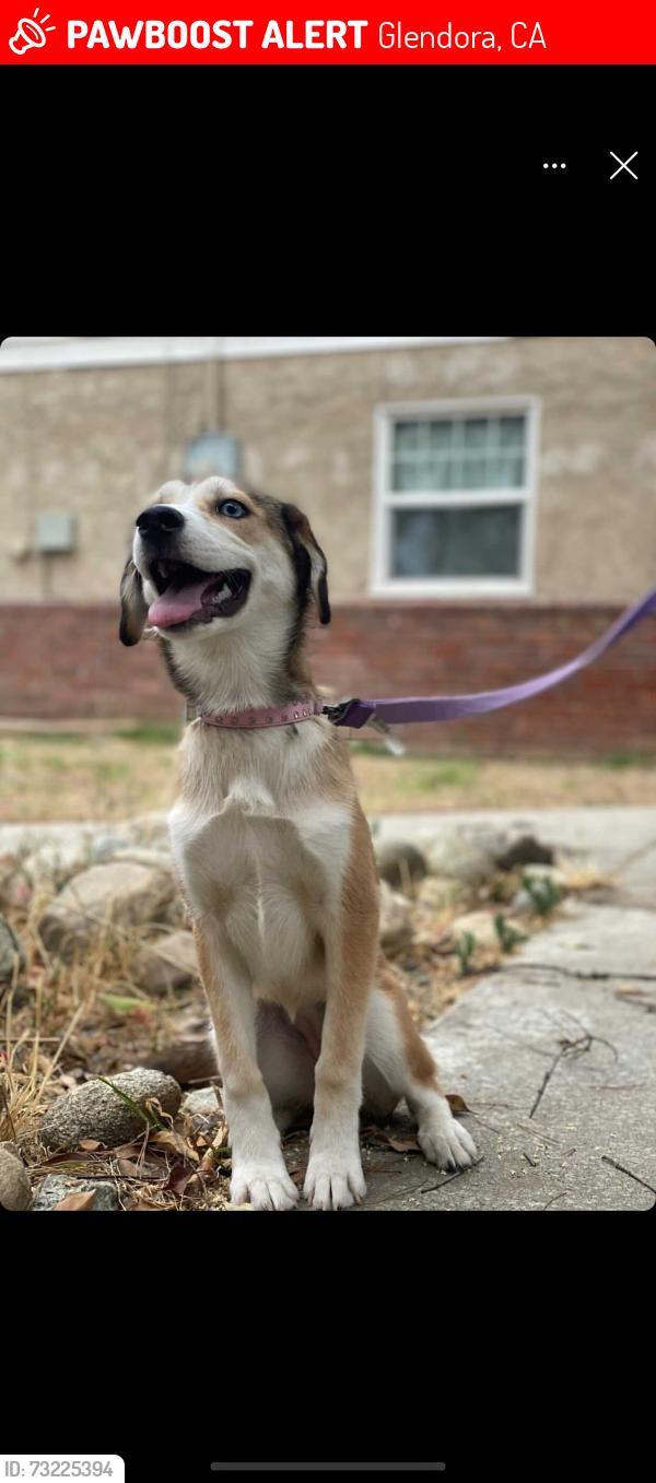 Lost Female Dog last seen Gladstone and grand, Glendora, CA 91740