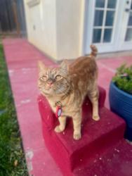 Reunited Male Cat last seen Spady st., Fremont, CA 94538