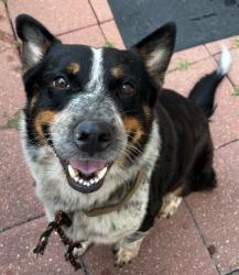Found/Stray Male Dog last seen Engelmohr st and knight rd, Houston, TX 77054