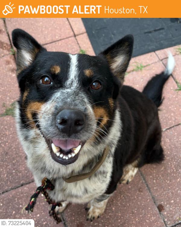 Found/Stray Male Dog last seen Engelmohr st and knight rd, Houston, TX 77054