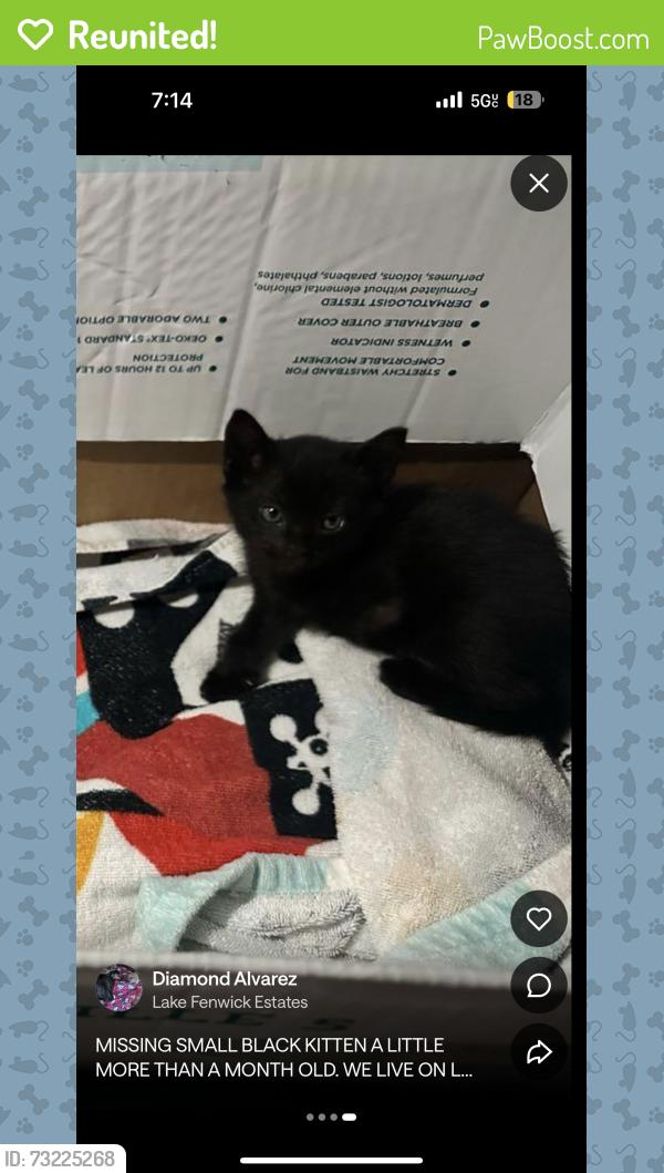 Reunited Female Cat last seen Lake fenwick 251st pl, Kent, WA 98032