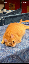 Lost Male Cat last seen Olympiv View Loop Road, Kitsap County, WA 98383