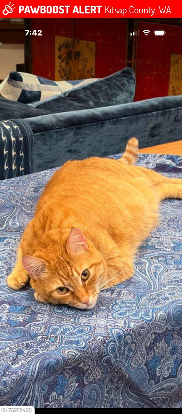 Lost Male Cat last seen Olympiv View Loop Road, Kitsap County, WA 98383