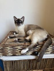 Reunited Male Cat last seen Near Via Barlogio, El Dorado Hills, CA 95762, USA, El Dorado Hills, CA 95762