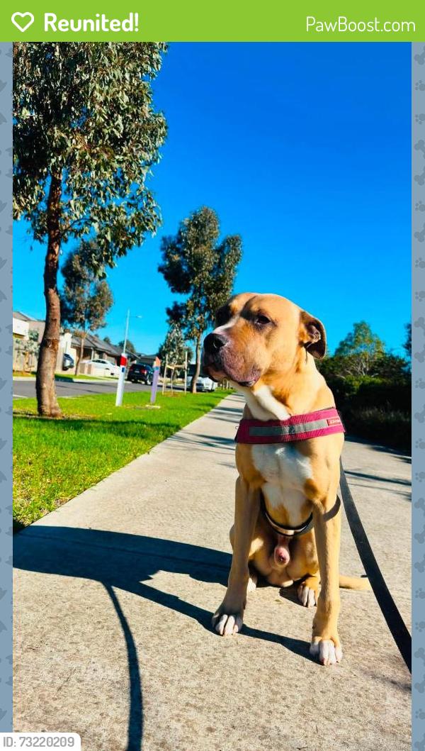 Reunited Male Dog last seen Yarravile gardens, Yarraville, VIC 3013