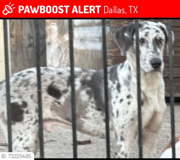 Lost Male Dog last seen Elsie Faye Higgins & 2nd Ave, Dallas, TX 75215