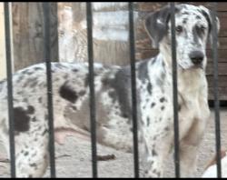 Lost Male Dog last seen Elsie Faye Higgins & 2nd Ave, Dallas, TX 75215