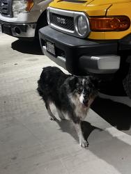 Reunited Unknown Dog last seen Near Glenewinkel Rd, Seguin, TX 78155