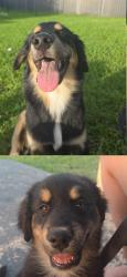 Reunited Male Dog last seen Near Nw 5th terr, Cape Coral, FL 33993