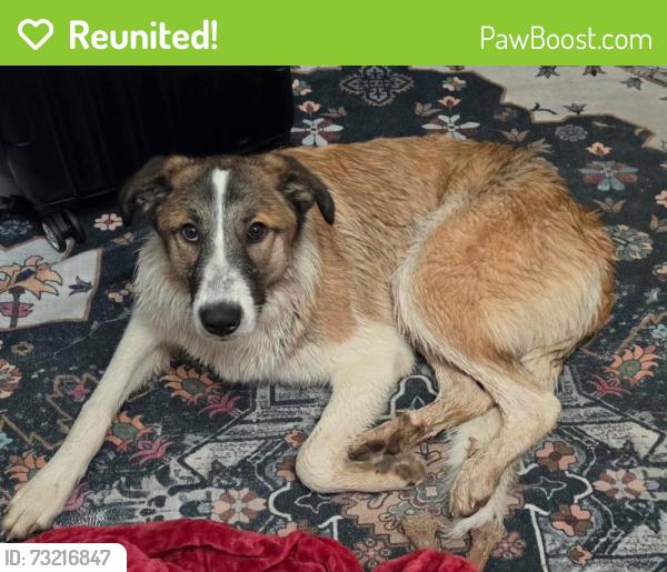 Reunited Female Dog last seen At home went outside to use bathroom never came back, Bentley, MI 48613