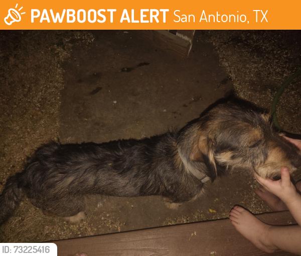 Found/Stray Male Dog last seen Poplar and calavaras, San Antonio, TX 78207
