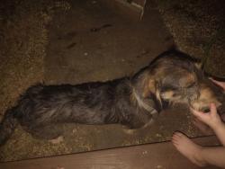 Found/Stray Male Dog last seen Poplar and calavaras, San Antonio, TX 78207