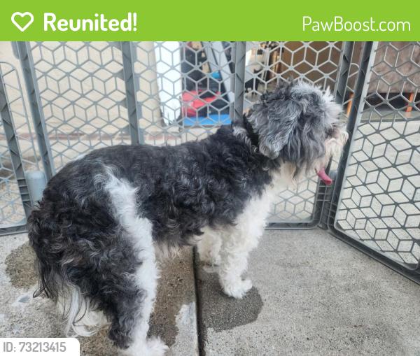 Reunited Female Dog last seen Lee and Morgan, Buena Park, CA 90620