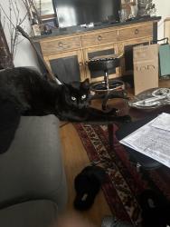 Reunited Male Cat last seen Piedmont and MacArthur, Oakland, CA 94611