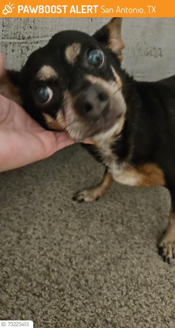 Found/Stray Male Dog last seen Southton Meadows, San Antonio, TX 78223