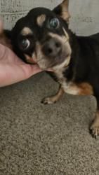 Found/Stray Male Dog last seen Southton Meadows, San Antonio, TX 78223