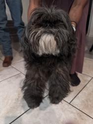 Reunited Female Dog last seen Lone Star Pkwy, San Antonio, TX 78253, USA, San Antonio, TX 78253