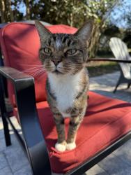 Reunited Male Cat last seen Near Barbour Store Rd, Willow Spring, NC 27592, USA, Willow Spring, NC 27592