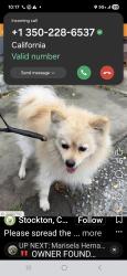 Reunited Male Dog last seen Camanche Ln/ holiday dr., Stockton, CA 95207
