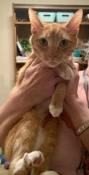 Found/Stray Male Cat last seen 4th and Mission, Franklin, OH 45005