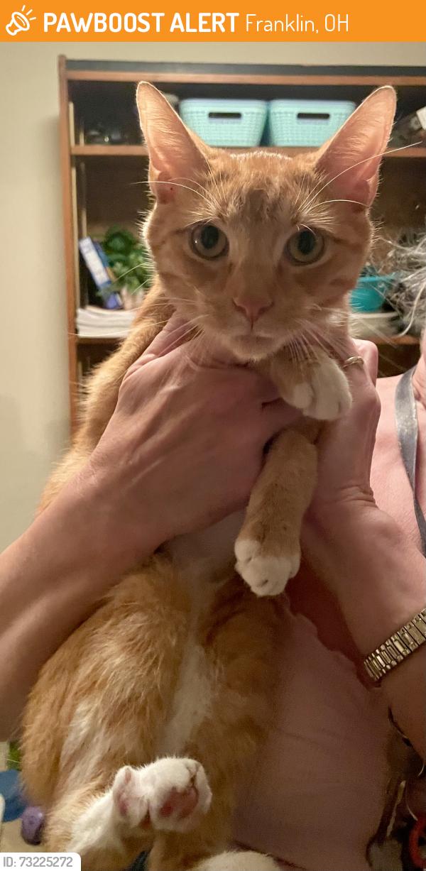 Found/Stray Male Cat last seen 4th and Mission, Franklin, OH 45005