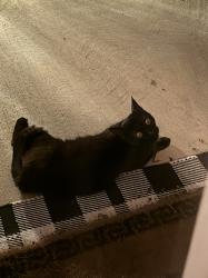 Reunited Unknown Cat last seen Plamondon Drive off West Georgia Road, Simpsonville, SC 29680