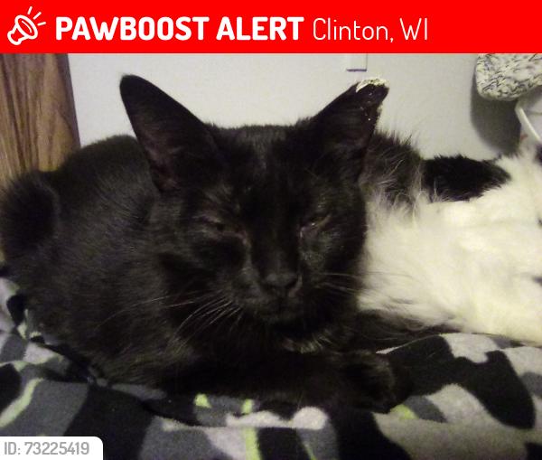 Lost Female Cat last seen Milwaukee st and Hart rd Clinton wi, Clinton, WI 53525