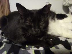 Lost Female Cat last seen Milwaukee st and Hart rd Clinton wi, Clinton, WI 53525