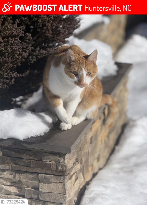 Lost Male Cat last seen Ramah Church Rd, Huntersville, NC 28078