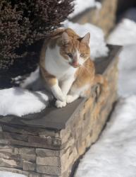 Lost Male Cat last seen Ramah Church Rd, Huntersville, NC 28078