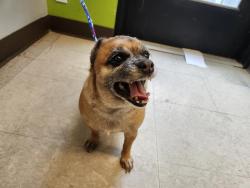 Shelter Stray Female Dog last seen Near BLOCK 111TH WAY SE, KENT WA 98031, 21615 64th Ave S, Kent, WA 98032, USA